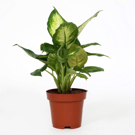 Dieffenbachia-Dumb Cane Plant